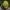 Avid Carp Marl Knit Beanie - Yellow - KarperCentrale