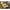 Korda Slow Sinking Dumbell Fishy Fish (12mm) - 8 pcs - KarperCentrale
