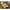 Korda Slow Sinking Dumbell Fishy Fish (8mm) - 10 pcs - KarperCentrale